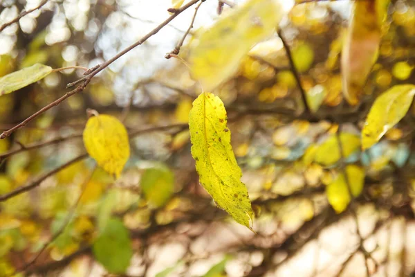 Дефокусируйте Желто Зеленый Осенний Лист Снаружи Красивый Осенний Пейзаж Желтыми — стоковое фото