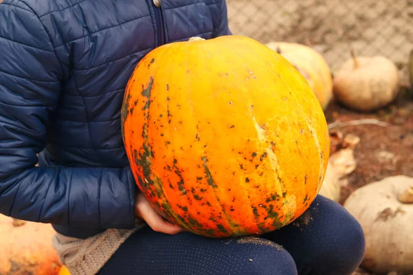 Defocus Child Holding Big Pumpkin Colorful Stripe Spot Varieties Pumpkins — ストック写真