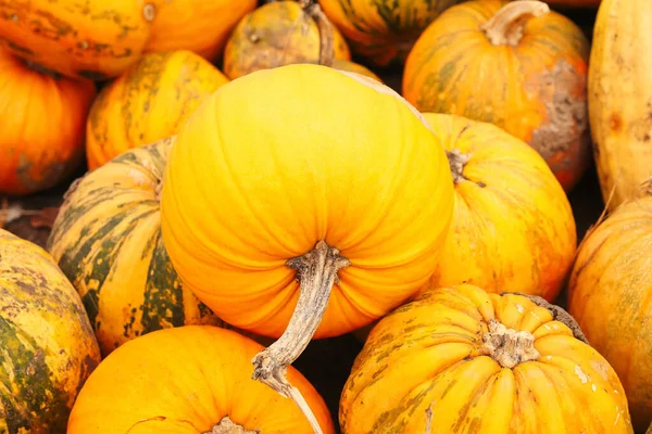 Defocus Closeup Lot Yellow Green Pumpkin Outdoor Farmers Market Colorful — Zdjęcie stockowe