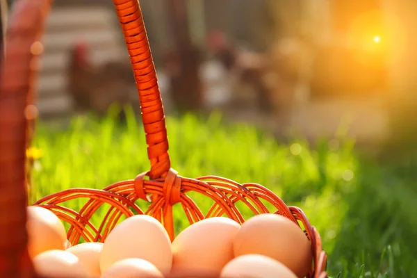 Defocus eggs in basket on farm chicken background. Chicken eggs in wooden basket on green nature grass. Backdrop. Organic food. Springtime. Easter egg. Sunset. Out of focus.
