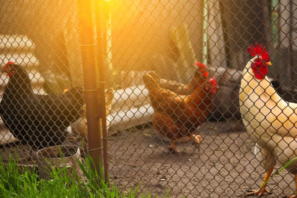 Defocus Chicken Sunset Rooster Chickens Free Range Cock Hens Fence — Foto de Stock