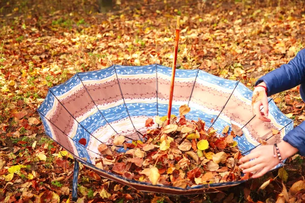 Sonbahar günü sarı yaprakların üzerinde duran defocus kahverengi şemsiyesi. Güzel sonbahar manzarası. Parkta düşen portakal yaprakları ve mavi şemsiye. Sonbahar ormanı. Odaklanamıyorum.