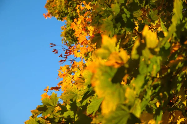 Defocus Fall Autumn Background Autumn Landscape Green Yellow Trees Colorful — Fotografia de Stock