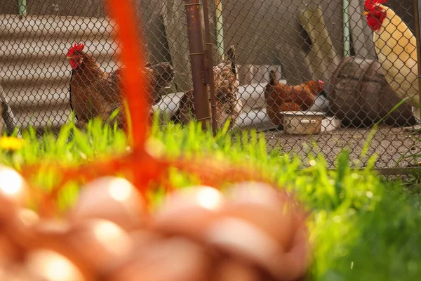 Defocus Blurred Eggs Basket Farm Chicken Background Chicken Eggs Wooden — Foto de Stock