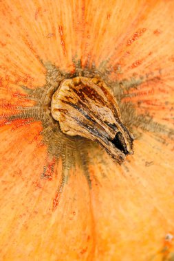 Bir balkabağının soyut desenli arkaplanı. Turuncu arkaplan resmi, sonbahar yapraklarının renkleri mükemmel, mevsimsel kullanım için uygun. Kabak kuyruğu. Odaklanamıyorum.