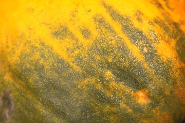 Bir balkabağının soyut desenli arkaplanı. Yeşil ve sarı arkaplan resmi, sonbahar yapraklarının renkleri mükemmel, mevsimsel kullanım için uygun. Sonbahar sanatı. Odaklanamıyorum.