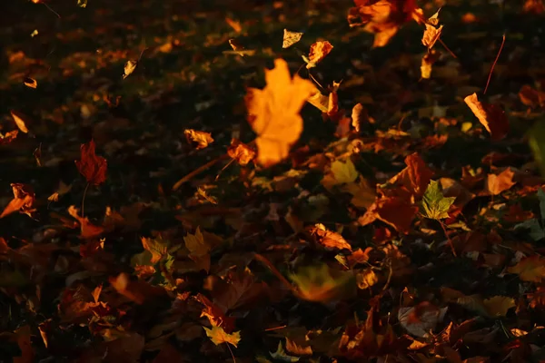 Defocus Many Flying Orange Dry Leaves Autumn Park Throwing Leaves — Photo