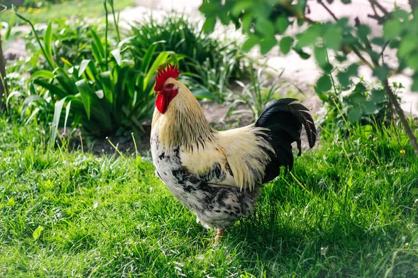 Defocus Rooster Chicken Green Nature Background Profile View Garden Out — Foto de Stock