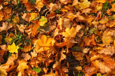 Defocus autumn leaves background. Pathway through the autumn forest. Autumn fall leaves on floor. Autumn background. Copy space. Fall design. Out of focus.
