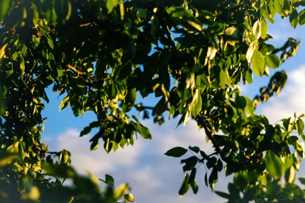 Defocus Nature Green Leaf Garden Summer Natural Green Leaves Plants — Foto de Stock