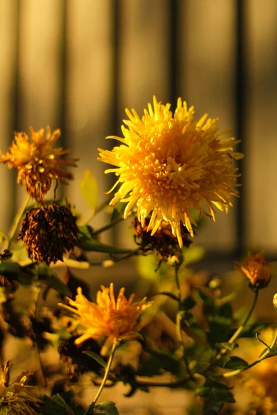 Defocus Yellow Flower Yellow Chrysanthemums Daisy Flower Background Pattern Bloom — Stockfoto