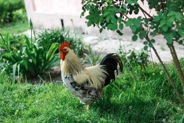 Defocus Rooster Chicken Green Nature Background Side View Garden Out — Foto de Stock