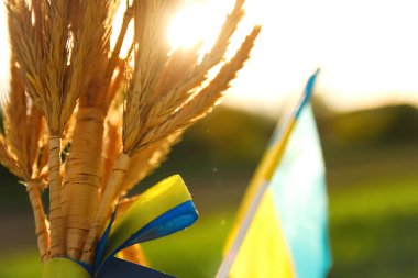 Defocus female hand holding ukrainian flag and wheat spikes of wheat tied and flag on the green nature background. Ukrainian women sunset. Freedom. Closeup. Out of focus.
