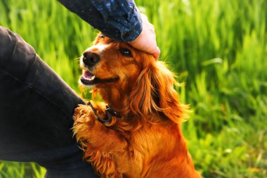 Defocus hand caressing cute homeless dog with sweet looking eyes in summer park. Person hugging adorable orange spaniel dog with funny cute emotions. Adoption concept. Human and animal. Out of focus.