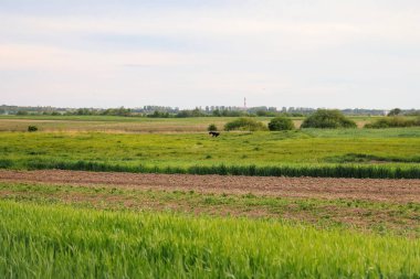Defocus green meadow under grey sky with clouds. Landscape view of green grass on slope with blue sky and clouds background. Out of focus.