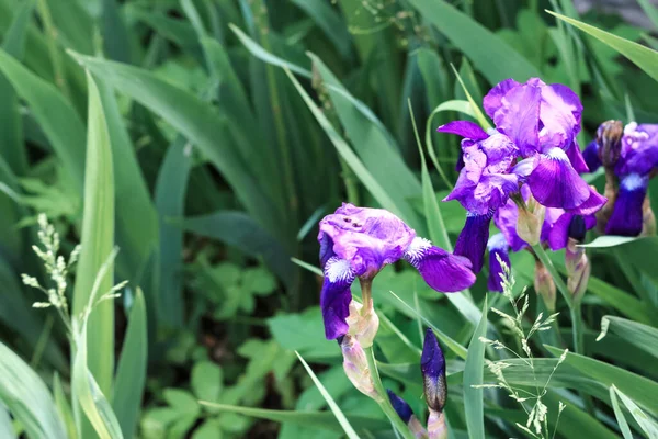 Defocus iris flower. Purple flower petals on green grass background. Close up. Violet Japanese iris flowers Violet and blue iris flowers closeup on green garden background. Out of focus.