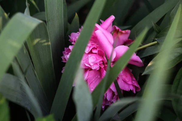 Defocus pink peony flower with water drop. Pink flowers peonies flowering on background green leaves. Peonies garden. Nature. Abstract pink flower background. Out of focus.