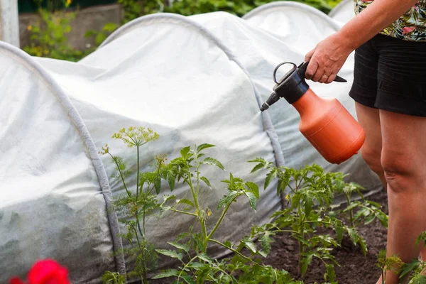 Defocus tomato spraying. Spraying of tomato bushes. Protecting tomato plants from fungal disease or vermin with pressure sprayer in garden. The concept of crop protection against pests. Out of focus.
