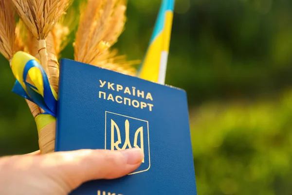 Расслабьте Женскую Руку Держа Руках Украинский Паспорт Флаг Пшеничные Шипы — стоковое фото