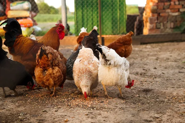 Defocus Chickens Eating Grain Hens Have Food Farm Free Grazing — Foto de Stock