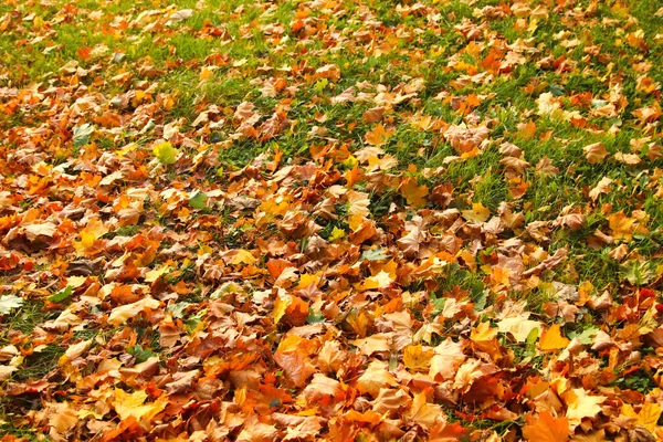 Defocus autumn leaves background. Pathway through the autumn forest. Autumn fall leaves on floor. Autumn background. Copy space. Fall design. Green grass. Out of focus.
