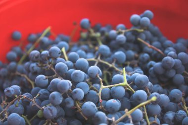 Defocus blue grape on red background. Red wine grapes background retro. Vineyard. Closeup. Copy space. Out of focus.