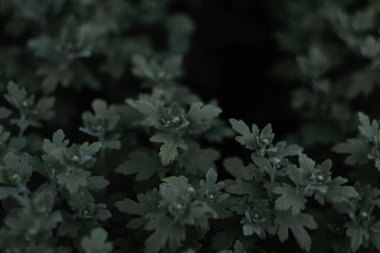 Defocus hrysanthemum leafs. Young shoots with leaves without flowers Chrysanthemum. Dark green frame design. Floral pattern backdrop. Out of focus.