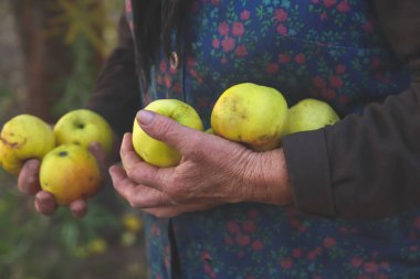 Defocus old woman holding yellow apples. Hands of an old woman holding green apples. The concept of farming. Seniors day. Imperfect fruits. Apple farm. Harvest, crop. September. Out of focus.