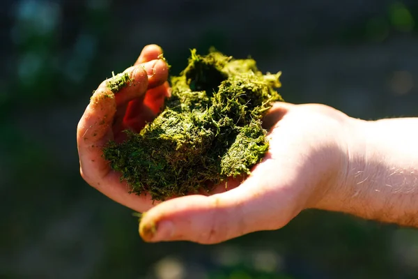 Defocus trimmed grass in hands. Environment Earth Day In the hands of trees growing seedlings. Green Background Female hand holding tree on nature field grass. Chewed grass. Out of focus.