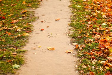 Sonbahar ormanında defocus yolu. Tepenin yukarısına, güneş ışığına doğru. Sonbahar yaprakları yere düşer. Sonbahar arkaplanı. Odaklanamıyorum.