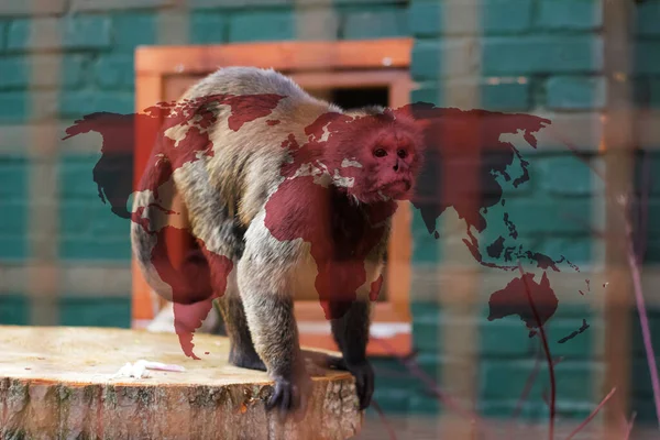 Monkeypox new disease dangerous over the world. Monkeypox virus pandemic. Red background. Virus transmitted to humans from animals. Pox virus vaccine. Smallpox test. Pandemic. World map, USA.