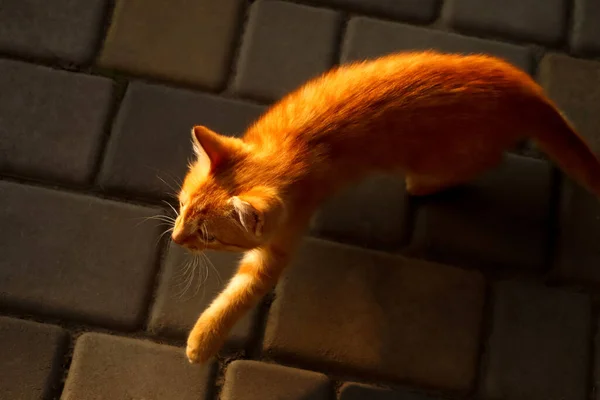 Oskärpa Röd Katt Ovanifrån Orange Katt Går Nerför Gatan Söt — Stockfoto