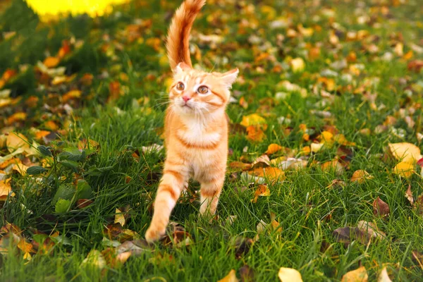 Defocus red kitten in autumn park. Young cat with brown eyes, playing in autumn leaves kitten in yellow leaves. Out of focus.