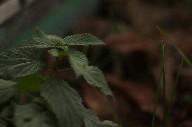 Karanlık doğa arka planında taze ısırgan otlarını yok et. Yağmurdan sonra genç yeşil ısırgan otları. Kahverengi doğa arka planı. Uzayı kopyala Odaklanamıyorum.