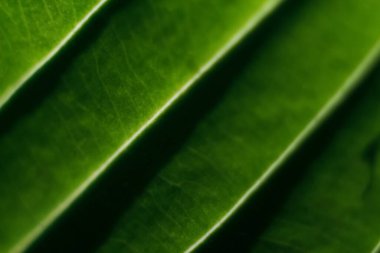 Koyu yeşil arkaplanlı defocus derin deniz mavisi gradyanı. Sunum için duvar kağıdı tasarımı, poster, web sitesi, broşür. Yeşil bayrak. Odaklanamıyorum.