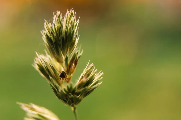 Defocus macro spider sitting on a long green wheat grass close up macro shoot. insect fly with black eyes and has thin wings perched on green leaves. Nature education. Out of focus.