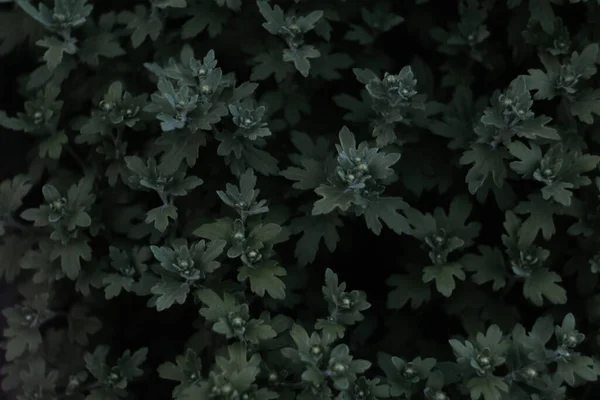 Αποεστίαση Φύλλων Hrysanthemum Νεαροί Βλαστοί Φύλλα Χωρίς Άνθη Χρυσάνθεμα Σκούρο — Φωτογραφία Αρχείου