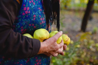 Sarı elma tutan yaşlı kadını defocus. Yeşil elma tutan yaşlı bir kadının elleri. Çiftçilik kavramı. Son sınıflar günü. Kusurlu meyveler. Elma çiftliği. Hasat, hasat. Odaklanamıyorum.