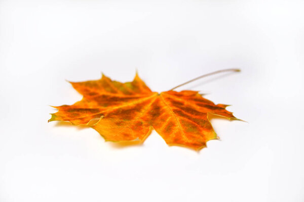 Defocus orange maple leaf on white background. Texture, background, pattern. Autumn maple leaves. Background of maple leaf. Autumn advance. Fall isolated. Out of focus.