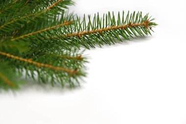 Beyaz arka planda izole edilmiş iğneli fidan dalı ya da ladin dalı. Yeşil köknar ağacı dalları. Çerçeve ve sınır. Uzayı kopyala Noel tatili kavramı. Tasarım şablonu. Keskin iğneler.