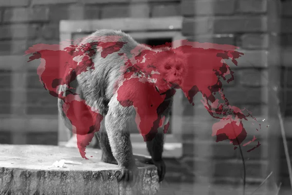 Monkeypox new disease dangerous over the world. Monkeypox virus pandemic. Red background. Virus transmitted to humans from animals. Pox virus vaccine. Smallpox test. Pandemic. World map. Monkey.