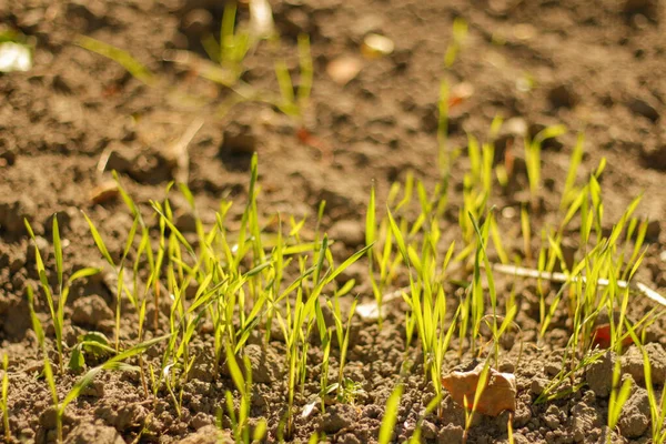 Desenfoque Puesta Sol Tierras Cultivadas Campo Una Noche Verano Con —  Fotos de Stock