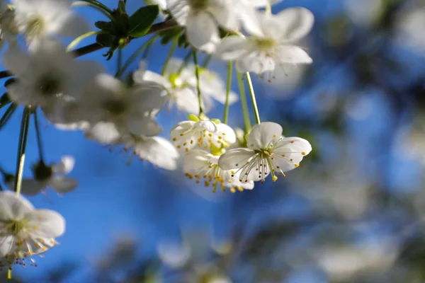 Defocus Fresh Spring Branches Cherry Tree Flowers Natural Floral Seasonal — Stock Photo, Image