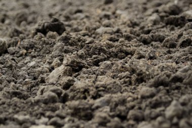 Bitki arkaplanı için kara toprağı yok et. Yan görüş. Tarım konsepti. Bulanık. Odaklanamıyorum.