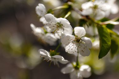 Çiçekli kiraz ağacının defocus taze bahar dalları, doğal mevsimlik paskalya arkaplanı. Çiçek açan güzel bir ağaç. İlkbahar kapanışı. Güneş ışığı. Beyaz çiçek. Odaklanamıyorum.