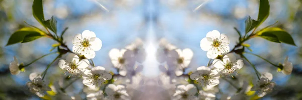 Defocus Φρέσκα Κλαδιά Της Άνοιξης Της Κερασιάς Λουλούδια Φυσικό Ανθικό — Φωτογραφία Αρχείου