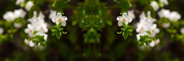 Дефокус Свіжих Весняних Гілок Вишневого Дерева Квітами Природний Квітковий Сезонний — стокове фото