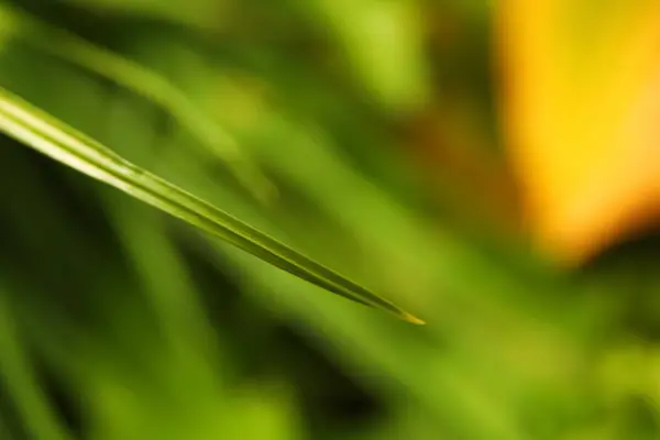 Desenfoque Hoja Hierba Sobre Fondo Verde Naturaleza Hoja Verde Verano — Foto de Stock