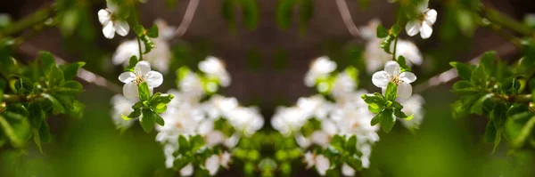 Defocus Φρέσκα Κλαδιά Της Άνοιξης Της Κερασιάς Λουλούδια Φυσικό Φλοράλ — Φωτογραφία Αρχείου