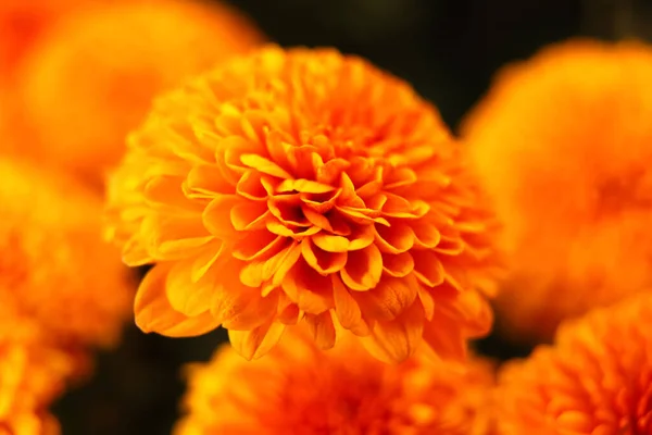 Жовта Квітка Дефокусу Жовті Хризантеми Розквітнуть Ромашковий Квітковий Фон Фон — стокове фото
